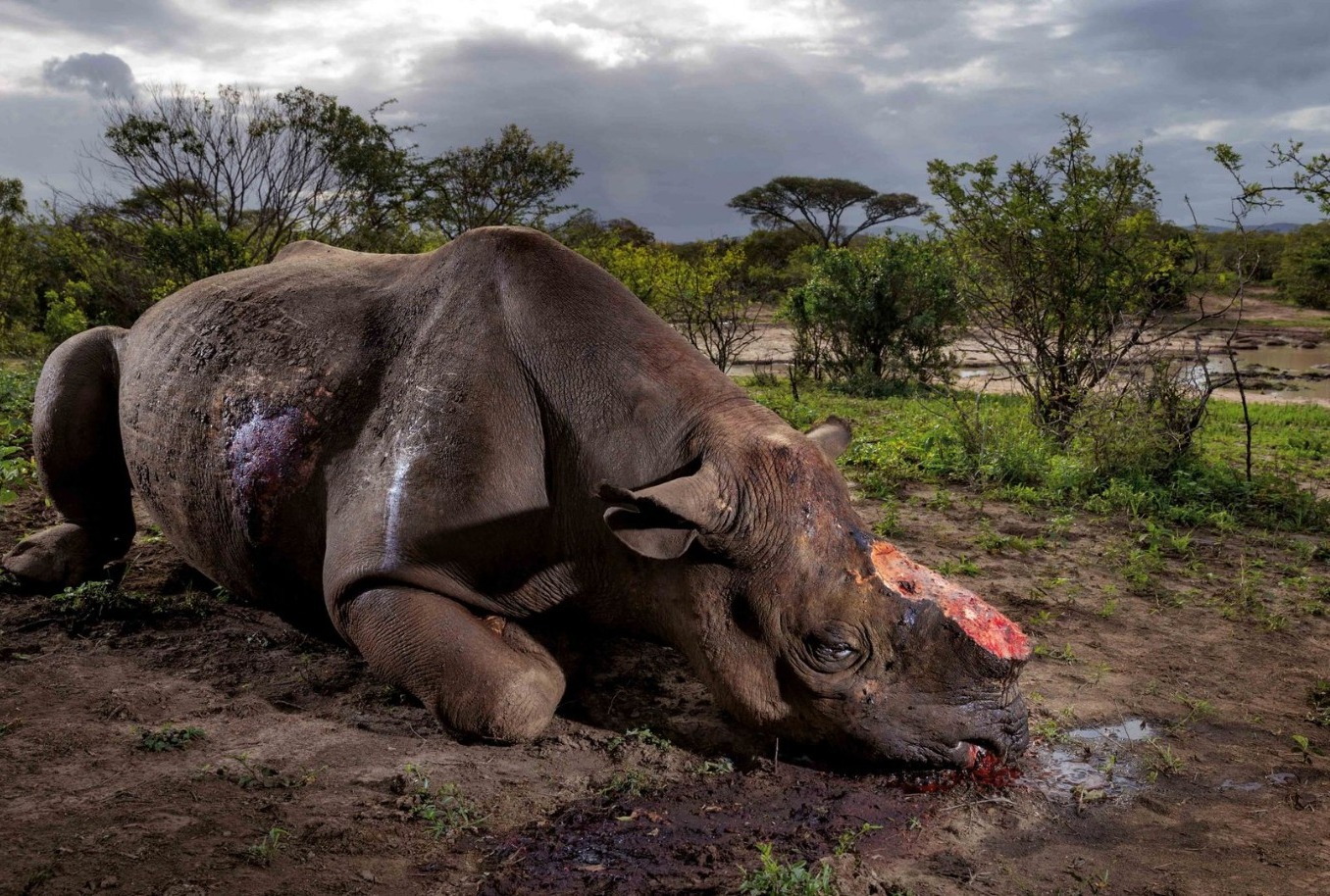 Afrique du Sud : Une ONG achète la plus grande réserve de rhinocéros au monde, mise en vente depuis avril