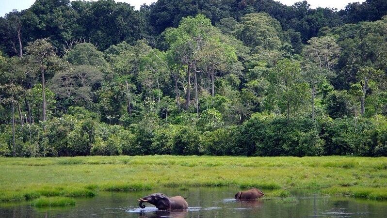 Togo : Lancement officiel de l’Office national des aires protégées pour une gestion durable des ressources naturelles