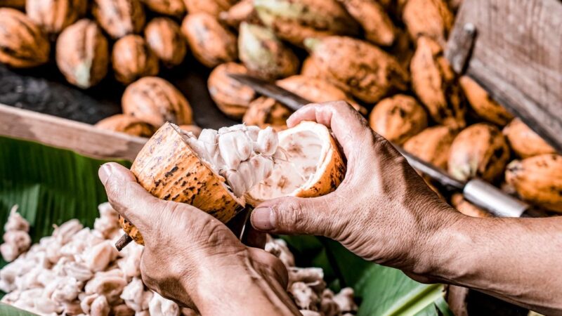 Nigeria : Prévision d’une baisse de 4,4 % de la production de cacao à 296 000 tonnes en 2023/2024