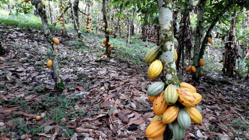 Cameroun : Le kilogramme de cacao frôle les sommets à 2050 FCFA, un nouveau record