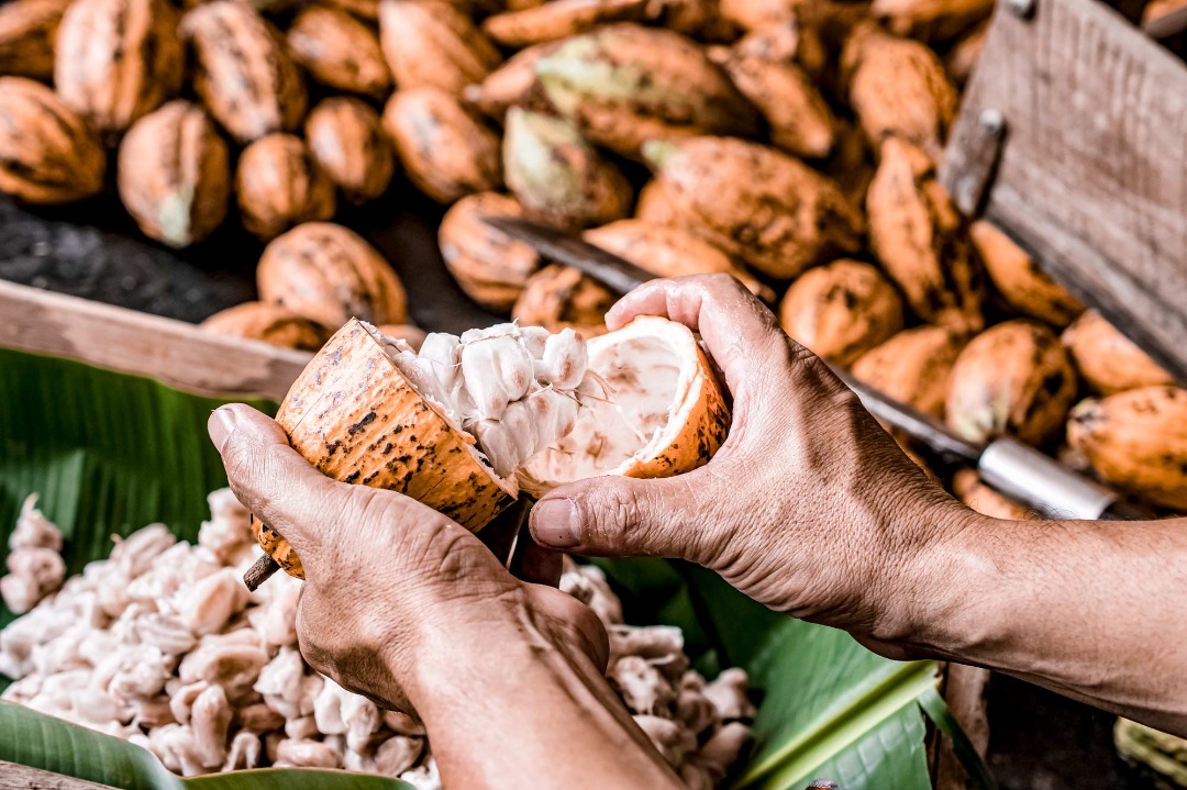 Nigeria : Prévision d’une baisse de 4,4 % de la production de cacao à 296 000 tonnes en 2023/2024