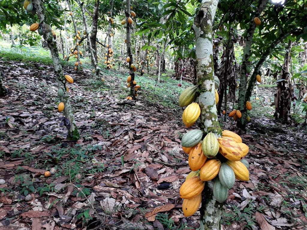 Cameroun : Le kilogramme de cacao frôle les sommets à 2050 FCFA, un nouveau record