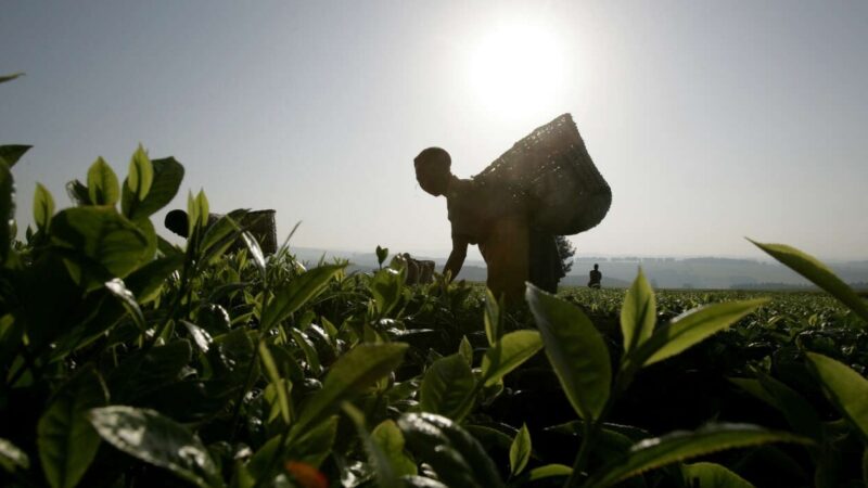 Kenya : Des soupçons de meurtres planent sur une plantation Del Monte