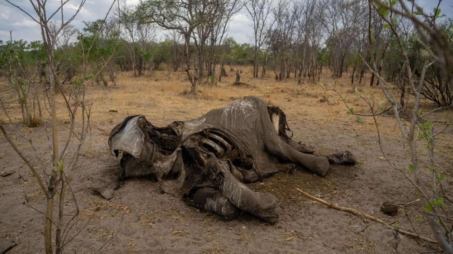 Zimbabwe : Plus de 100 éléphants périssent en raison de la sécheresse