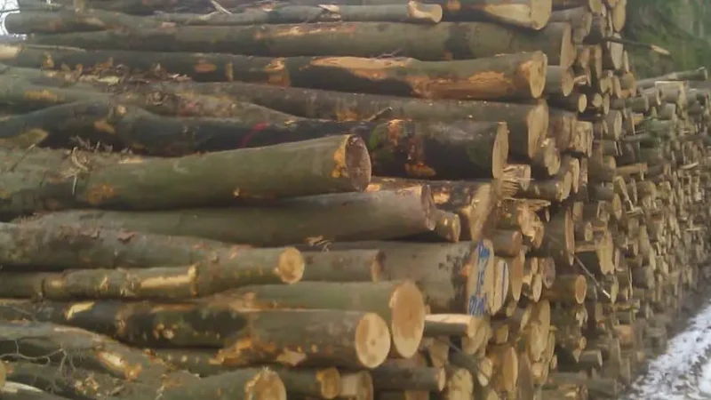 Cameroun : Une ascension exceptionnelle en tant que premier producteur mondial de bois précieux