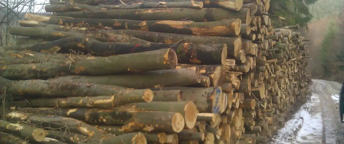 Cameroun : Une ascension exceptionnelle en tant que premier producteur mondial de bois précieux