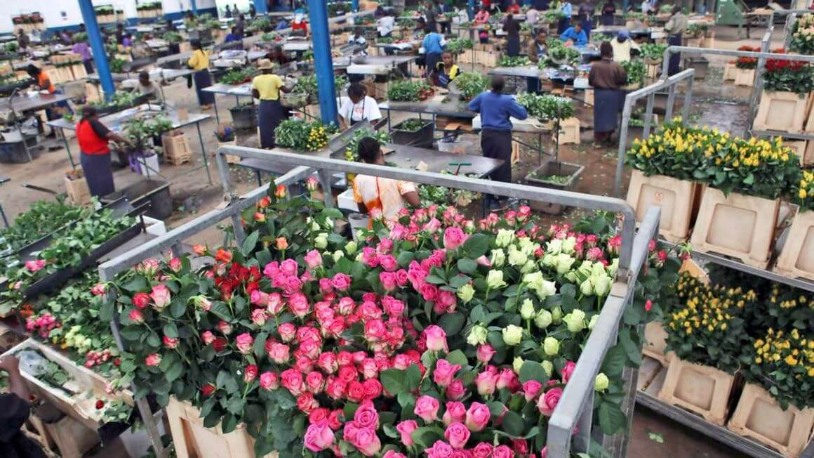 Royaume-Uni : Le gouvernement britannique lève les droits de douane sur les exportations de fleurs d’Afrique de l’Est